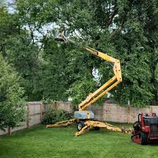 How Our Tree Care Process Works  in  Edwardsville, KS