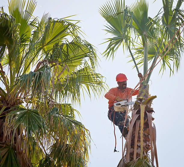 Professional Tree Care Services in Edwardsville, KS