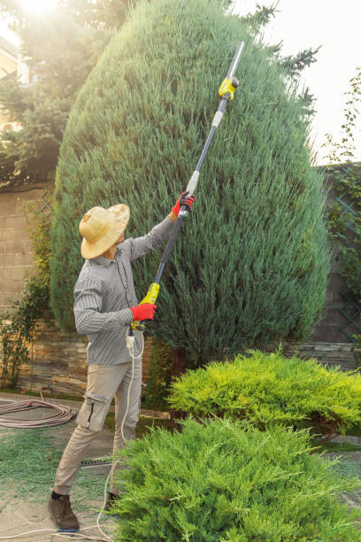 Best Tree Trimming and Pruning  in Edwardsville, KS