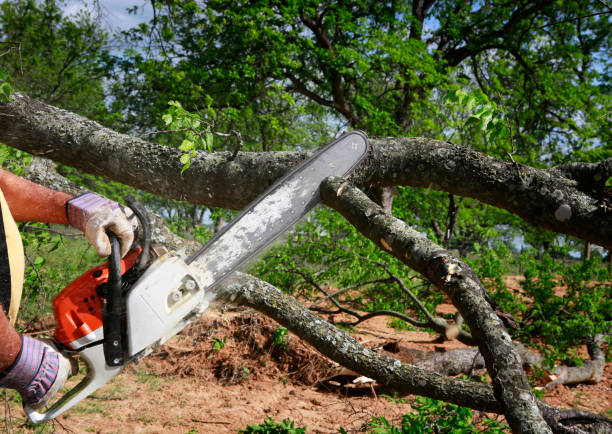 Best Utility Line Clearance  in Edwardsville, KS